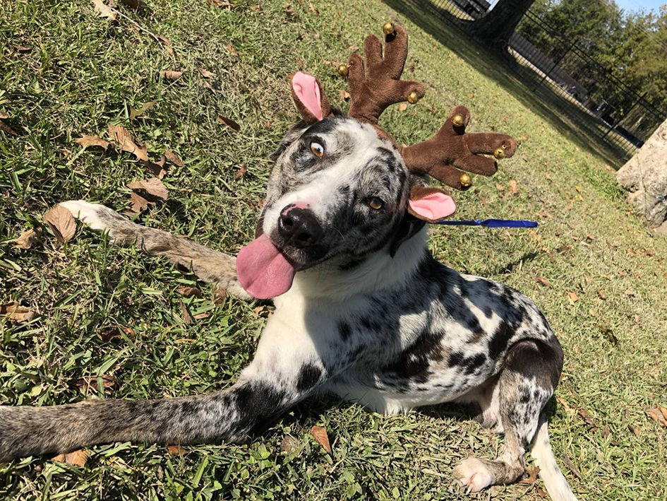 Rebel the reindeer